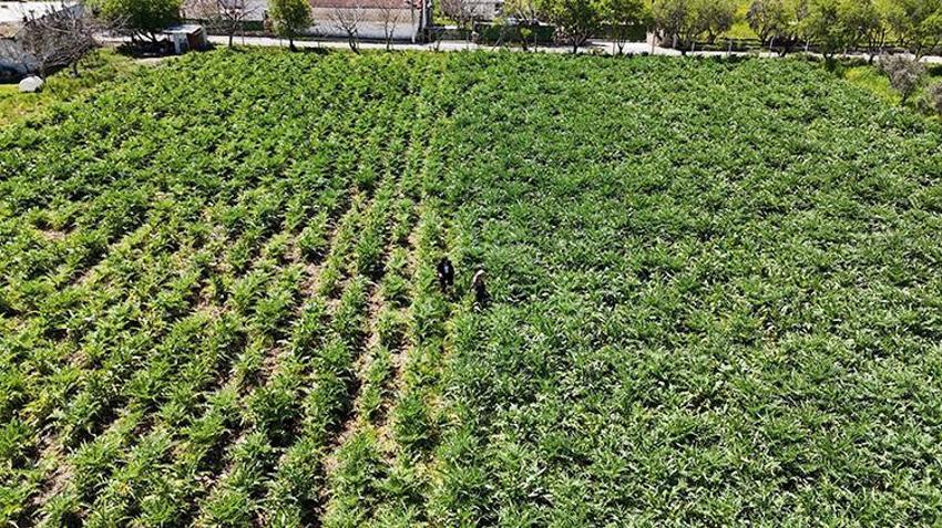 İzmir'in 'çılgın' sebzesi! Hasadı aylarca sürüyor kazancı bitmiyor