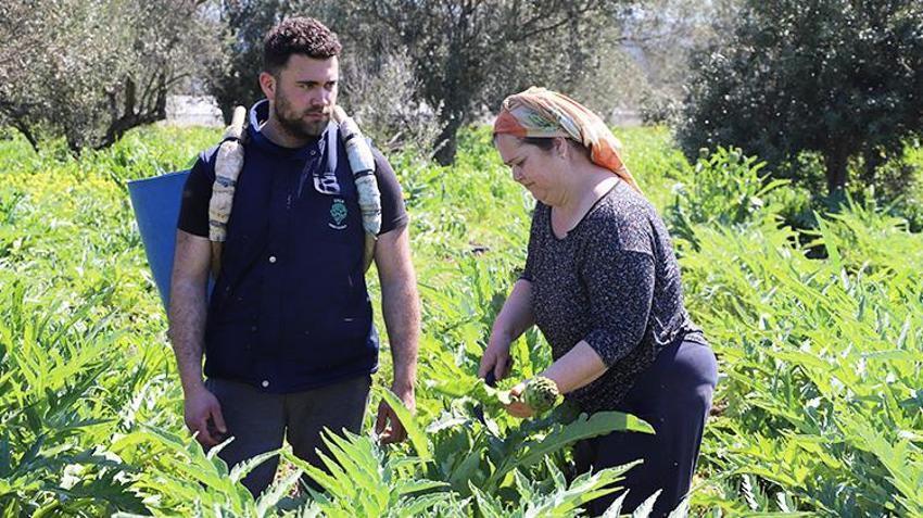İzmir'in 'çılgın' sebzesi! Hasadı aylarca sürüyor kazancı bitmiyor