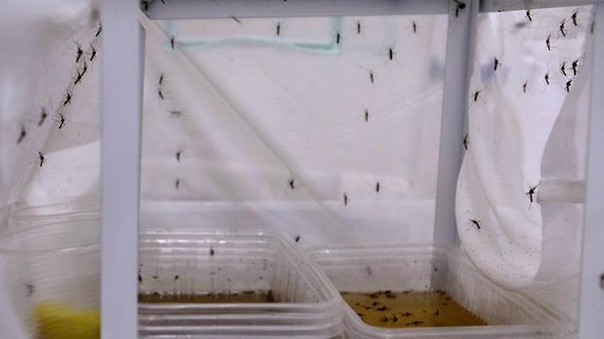 Antalya'da büyük tehlike! Gündüz ısıran bu türe dikkat: Yoğun yağışlar üreme alanlarını patlattı, yumurtası 6 ay ölmüyor!