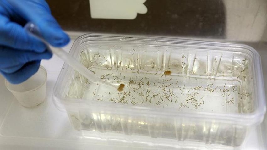 Antalya'da büyük tehlike! Gündüz ısıran bu türe dikkat: Yoğun yağışlar üreme alanlarını patlattı, yumurtası 6 ay ölmüyor!