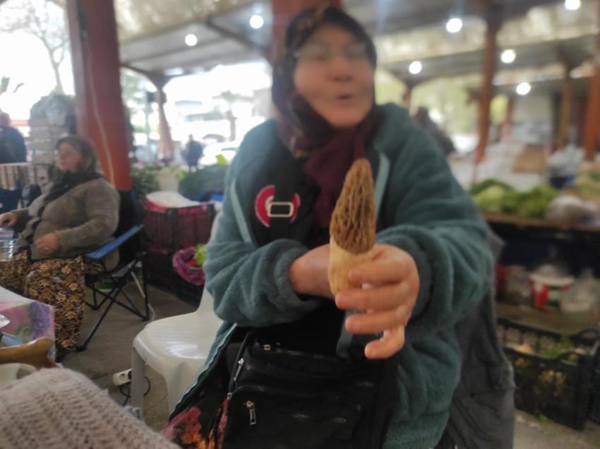 Vatandaşlar toplamak için oraya akın ediyor: Kilosu bin lira! Köylünün yeni gelir kapısı oldu