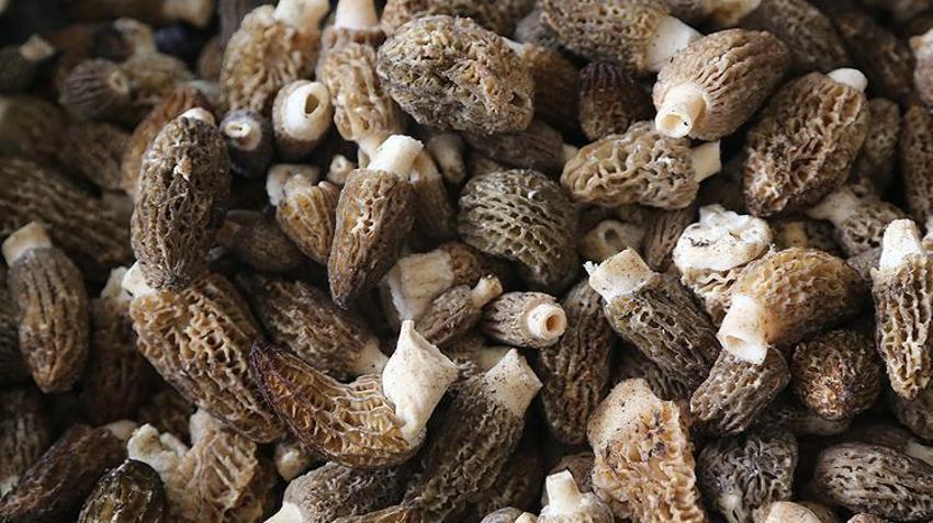 Vatandaşlar toplamak için oraya akın ediyor: Kilosu bin lira! Köylünün yeni gelir kapısı oldu