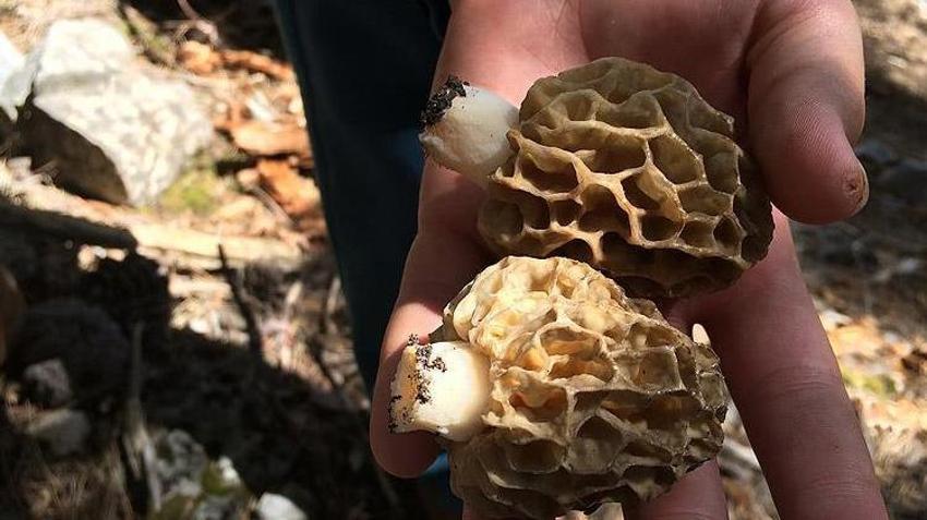 Vatandaşlar toplamak için oraya akın ediyor: Kilosu bin lira! Köylünün yeni gelir kapısı oldu