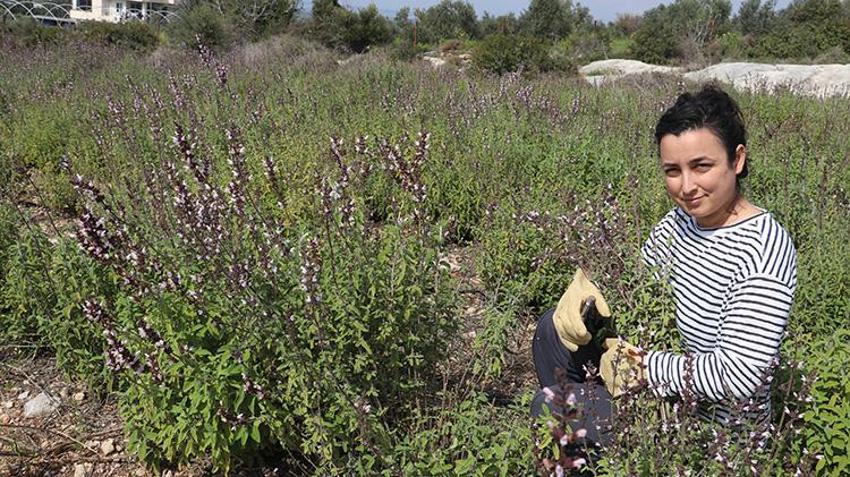 Adana'da kadın girişimciden örnek proje: Mühendisliği bıraktı, Adana'da 50 dönüm araziden marka çıkardı! 70 ton tıbbi bitkiyi altına dönüştürdü