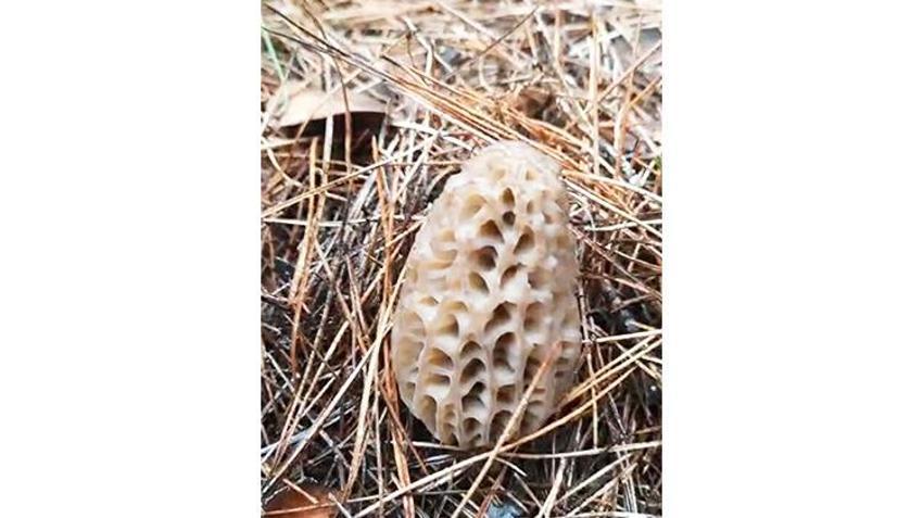 Çanakkale'de köylülerin geçim kaynağı oldu! Doğadan toplayıp kilosunu bin TL'den satıyorlar