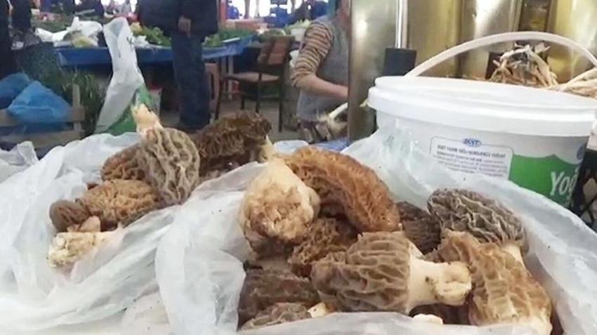 Çanakkale'de köylülerin geçim kaynağı oldu! Doğadan toplayıp kilosunu bin TL'den satıyorlar