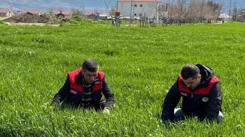 Hububat ekimi tamamlandı! Elazığlı çiftçiye kritik uyarı!