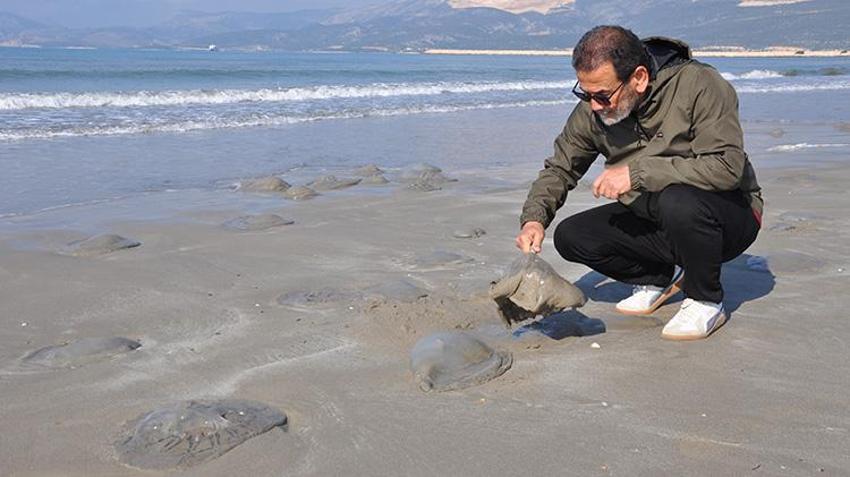 Mersin sahillerinde alarm! Silifke kıyıları göçmen denizanalarıyla doldu: Dokunmak bile büyük tehlike! Alerjisi olanlar için ölüme kadar götürebilir!