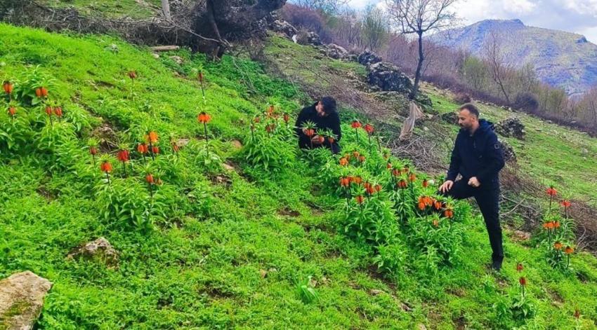 Sadece 20 gün görülebilecek! Koparmanın cezası tam 700 bin TL: Görmek için oraya koştular