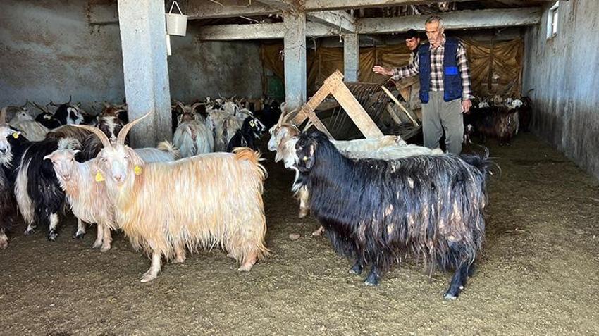 Yüksekova'da besiciler zor günlere girdi! Kar erimiyor yem bitiyor