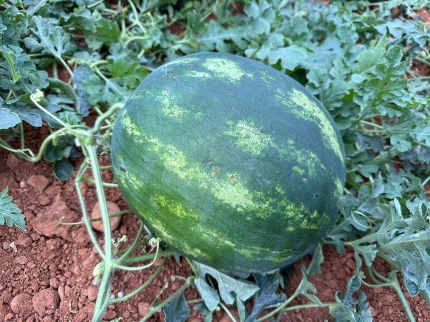 Antalya'da 15 Nisan bekleniyor! Tarlada hasat 90 gün sürecek: Türkiye'nin ihtiyacının kilosu belli oldu