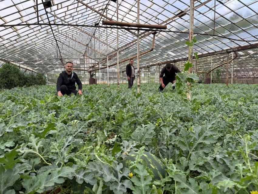 Antalya'da 15 Nisan bekleniyor! Tarlada hasat 90 gün sürecek: Türkiye'nin ihtiyacının kilosu belli oldu