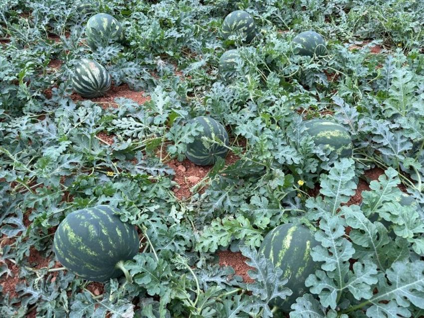 Antalya'da 15 Nisan bekleniyor! Tarlada hasat 90 gün sürecek: Türkiye'nin ihtiyacının kilosu belli oldu