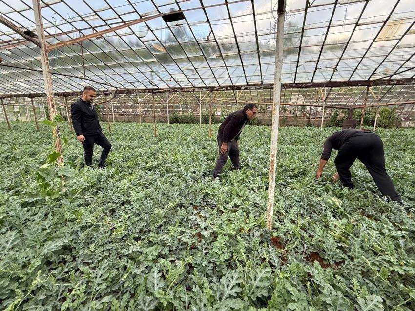 Antalya'da 15 Nisan bekleniyor! Tarlada hasat 90 gün sürecek: Türkiye'nin ihtiyacının kilosu belli oldu