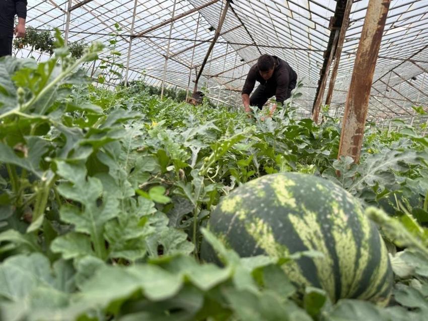 Antalya'da 15 Nisan bekleniyor! Tarlada hasat 90 gün sürecek: Türkiye'nin ihtiyacının kilosu belli oldu