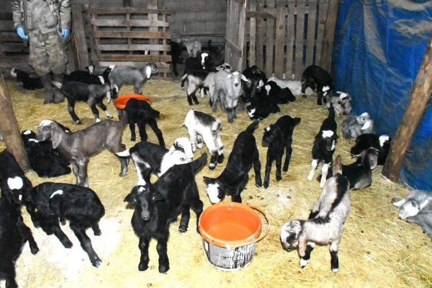 Yıllardır kayıp veriyordu, çözümü 1 torba kireçte buldu: Hayat kurtaran yöntemi açıkladı