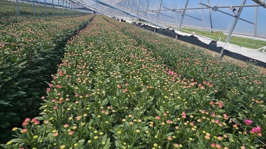 Kütahyalı üreticinin yeni gözdesi oldu! Eken pişman olmuyor: Avrupa ülkeleri sıraya girdi