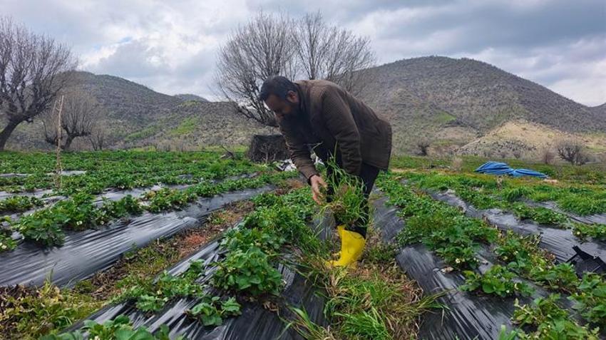 Hasat beklerken felaketle karşılaştılar! Batmanlı üretici zor durumda
