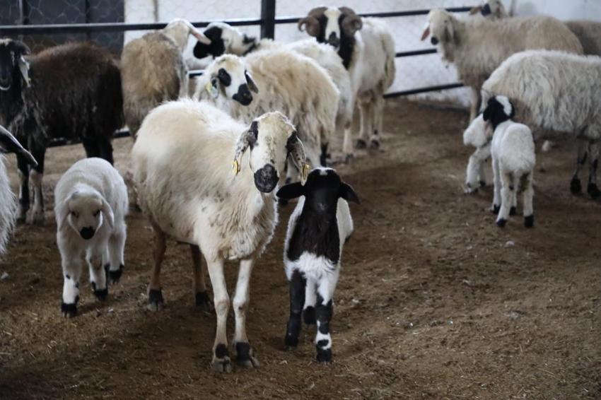 Elazığ'da hayvancılık yapmak isteyenlere dev destek! 100 küçükbaş bedelsiz verilecek: Başvurular başladı!