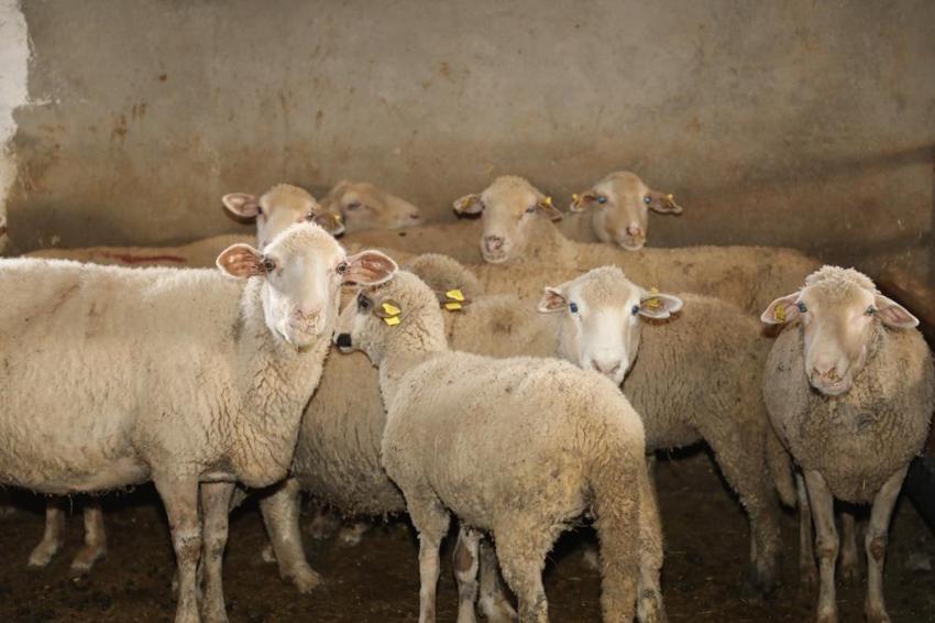 Elazığ'da hayvancılık yapmak isteyenlere dev destek! 100 küçükbaş bedelsiz verilecek: Başvurular başladı!