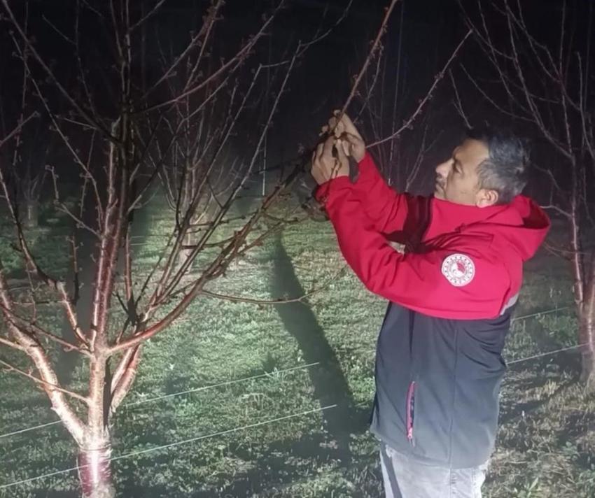 Kirazları korumak için gece yarısı seferberlik! Üretici sabaha kadar nöbet tuttu
