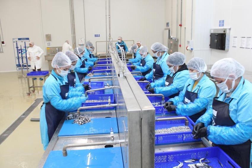 Lakerda dünya markası oluyor! Sinoplu kadınlar hem üretiyor hem kazanıyor: 4 milyon liralık dev yatırım yüzlerce kadına istihdam sağladı