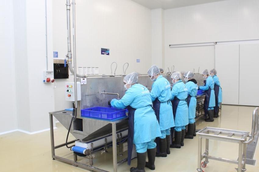 Lakerda dünya markası oluyor! Sinoplu kadınlar hem üretiyor hem kazanıyor: 4 milyon liralık dev yatırım yüzlerce kadına istihdam sağladı