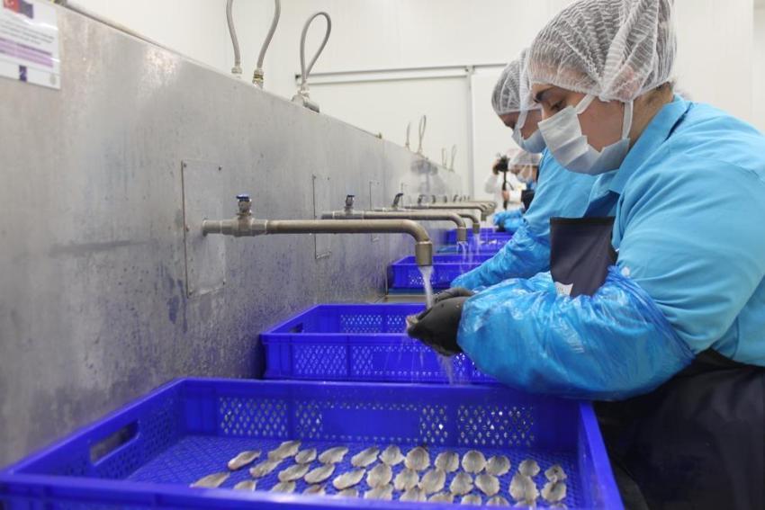 Lakerda dünya markası oluyor! Sinoplu kadınlar hem üretiyor hem kazanıyor: 4 milyon liralık dev yatırım yüzlerce kadına istihdam sağladı