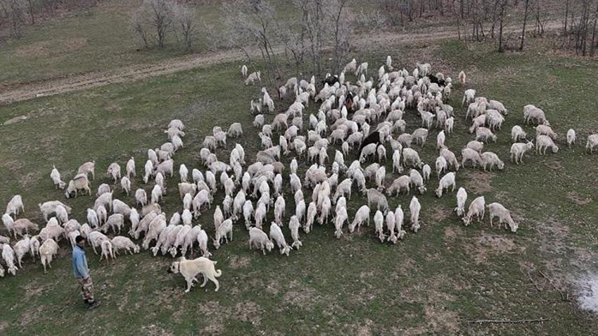Tekstil sektörünü bırakıp devlet desteğiyle çiftlik kurdu! 6 yılda dev sürüye ulaştı