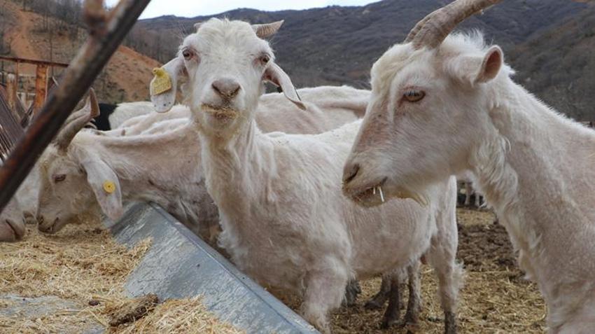 Tekstil sektörünü bırakıp devlet desteğiyle çiftlik kurdu! 6 yılda dev sürüye ulaştı