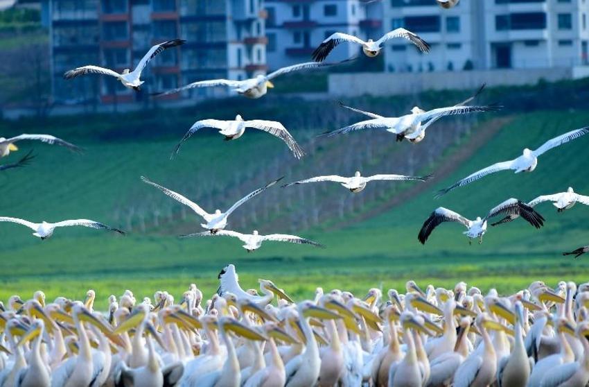 İnegöl'de muhteşem anlar! Göç yolundaki pelikan sürüsü, mola verdiği Boğazköy Barajı'nda görüntülendi