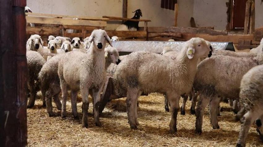 Sosyal medyada gördüğü ilan hayatını değiştirdi! 9 yılda servet değerinde bir işletmeye dönüştü