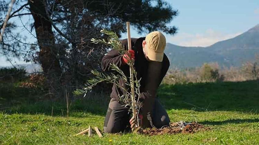 13 yıl önce başladı on binlerce fidanı toprakla buluşturdu: Şimdi hedefi 1 milyon zeytin ağacı