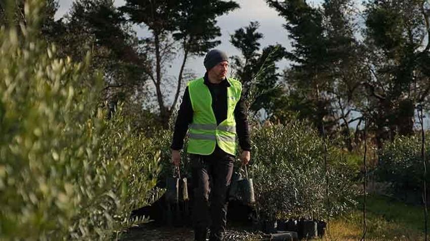13 yıl önce başladı on binlerce fidanı toprakla buluşturdu: Şimdi hedefi 1 milyon zeytin ağacı