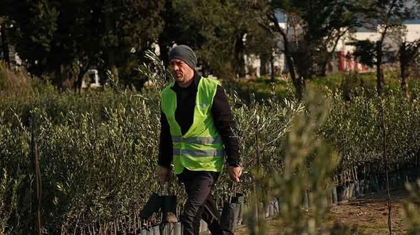 13 yıl önce başladı on binlerce fidanı toprakla buluşturdu: Şimdi hedefi 1 milyon zeytin ağacı