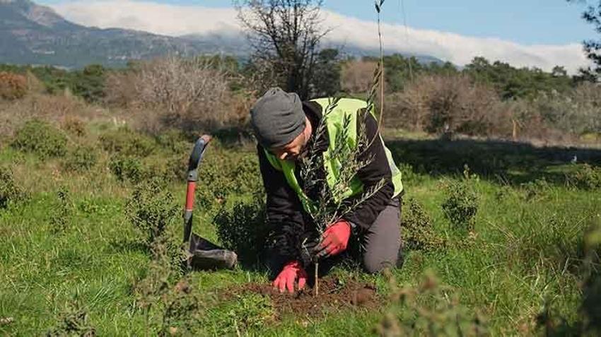 13 yıl önce başladı on binlerce fidanı toprakla buluşturdu: Şimdi hedefi 1 milyon zeytin ağacı