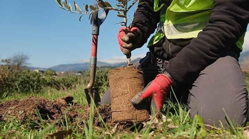 13 yıl önce başladı on binlerce fidanı toprakla buluşturdu: Şimdi hedefi 1 milyon zeytin ağacı