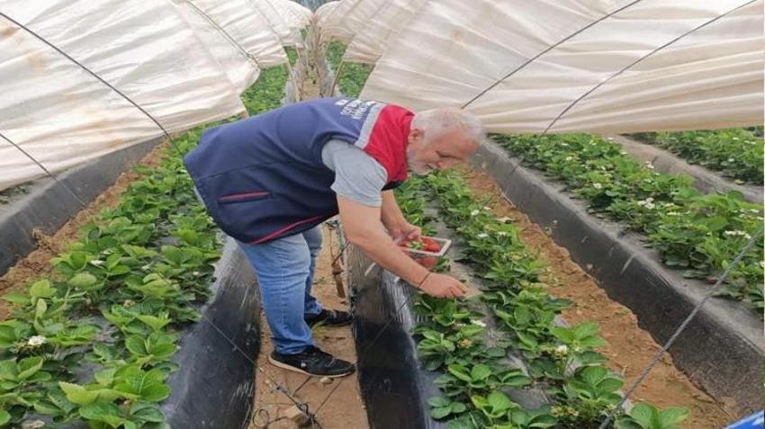 Aydın’da üretimi katlandı! O meyveye hasat öncesi sıkı denetim