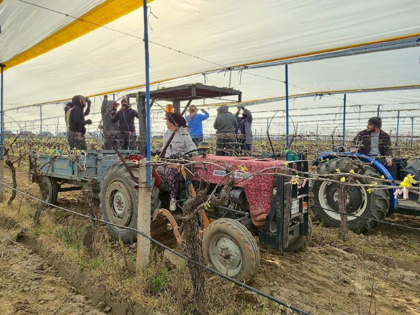 Üzümün başkenti Manisa’da üreticiler hazırlıklara başladı! Bağlar tüllerle kaplanıyor
