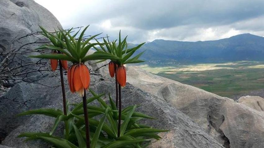 Diyarbakır'da bahar geldi ters laleler açtı! Koparmanın cezası 700 bin TL