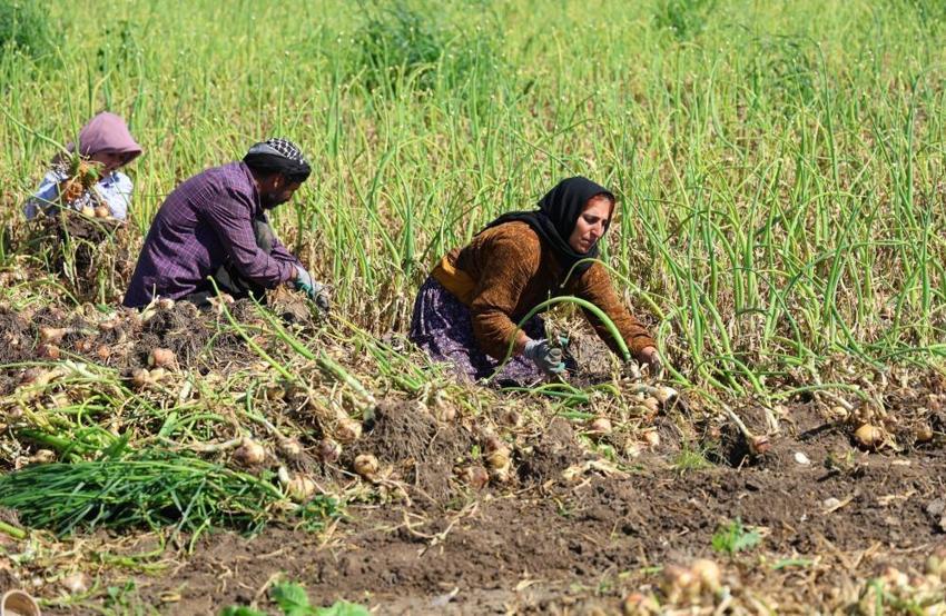Adana'da hasat başladı: Pazarda ne kadar olacak? Çiftçinin gözü kulağı fiyatta: '15 liranın altı zarar veriyor'