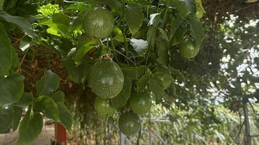 İzmir'de üniversiteli girişimci mühendislik bilgisini tarımla buluşturdu! Yapay zeka ile verimi artırdı; 'Doğruluk oranı yüzde 90'