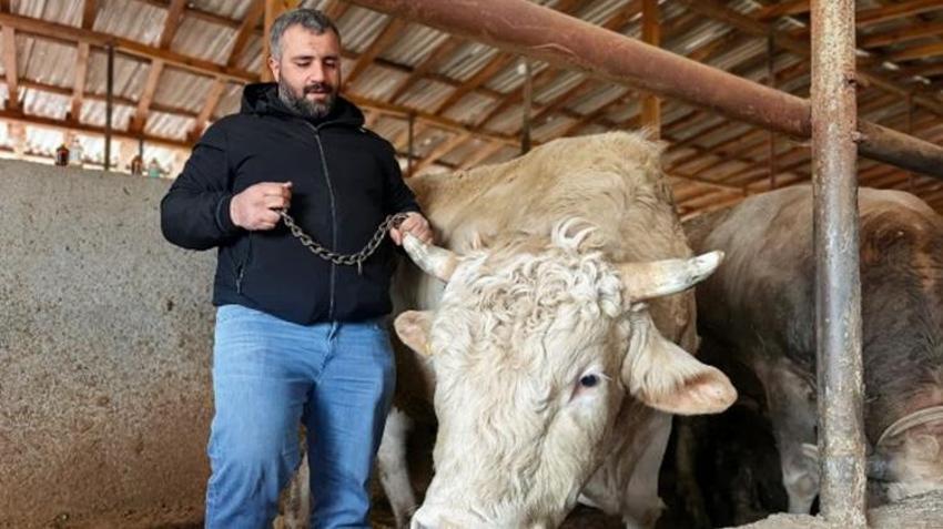 Bursa'da kurbanlıklar görülmeye başlandı! 1 ton 100 kiloluk 'Paşa'nın fiyatı göz dikkat çekti