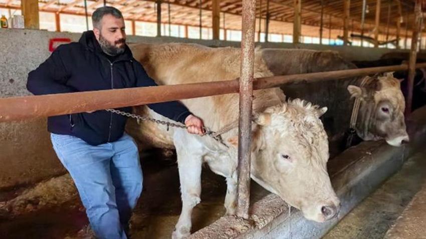 Bursa'da kurbanlıklar görülmeye başlandı! 1 ton 100 kiloluk 'Paşa'nın fiyatı göz dikkat çekti