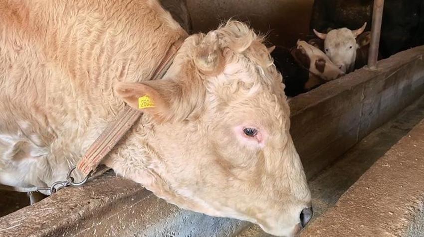Bursa'da kurbanlıklar görülmeye başlandı! 1 ton 100 kiloluk 'Paşa'nın fiyatı göz dikkat çekti