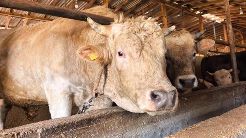 Bursa'da kurbanlıklar görülmeye başlandı! 1 ton 100 kiloluk 'Paşa'nın fiyatı göz dikkat çekti