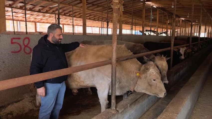 Bursa'da kurbanlıklar görülmeye başlandı! 1 ton 100 kiloluk 'Paşa'nın fiyatı göz dikkat çekti