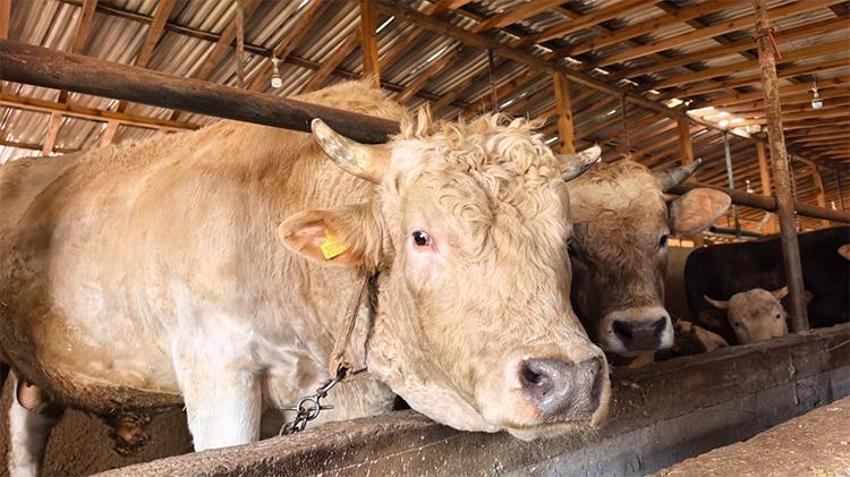 Araba fiyatına kurbanlık! 'Paşa'nın fiyatı dudak uçuklattı