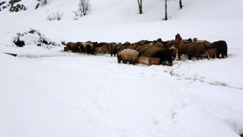 Bitlis'te kış uzun sürünce köylerde görülmeye başlandı!