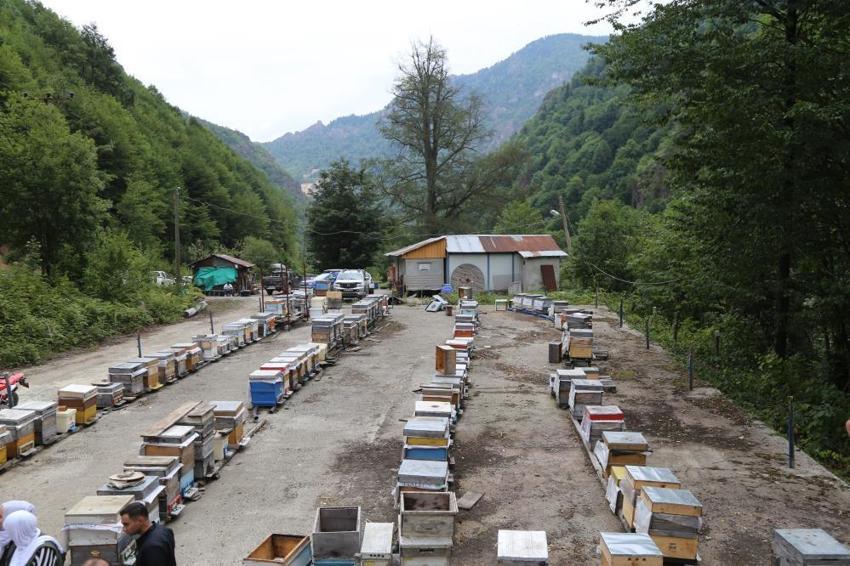 Doğu Karadeniz’de arıcıların soğuk mesaisi! Artvin’de değişen hava sıcaklığı arıcıları vurdu: Bal verimi %50 düşebilir!